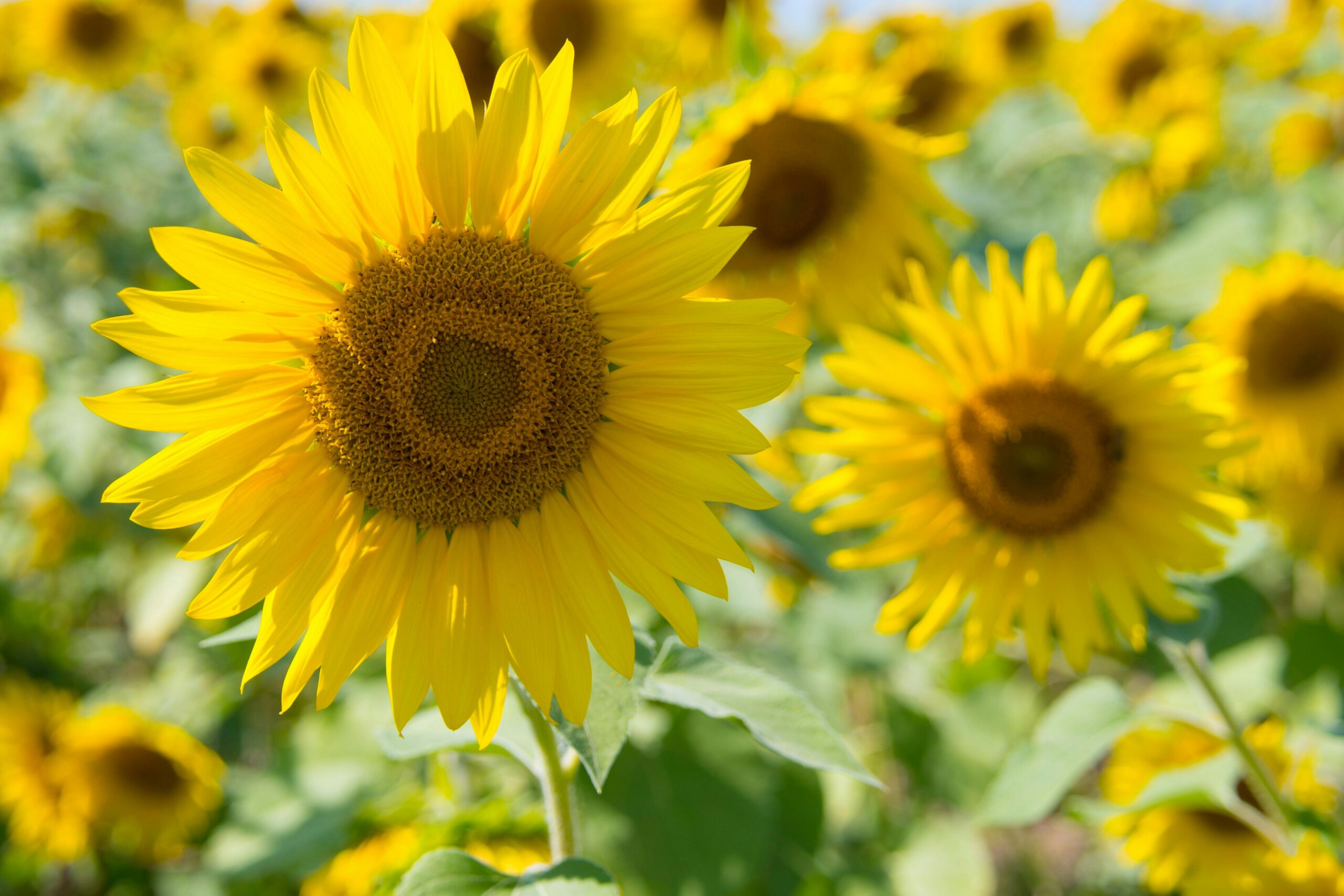 Peindre un tournesol à l’aquarelle